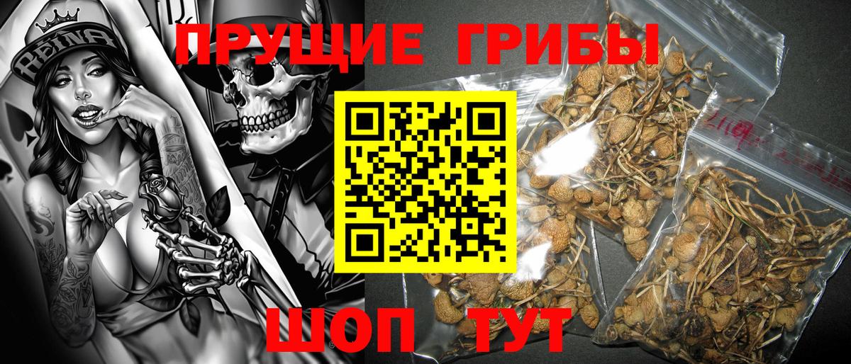 Галлюциногенные грибы Cubensis Черногорск