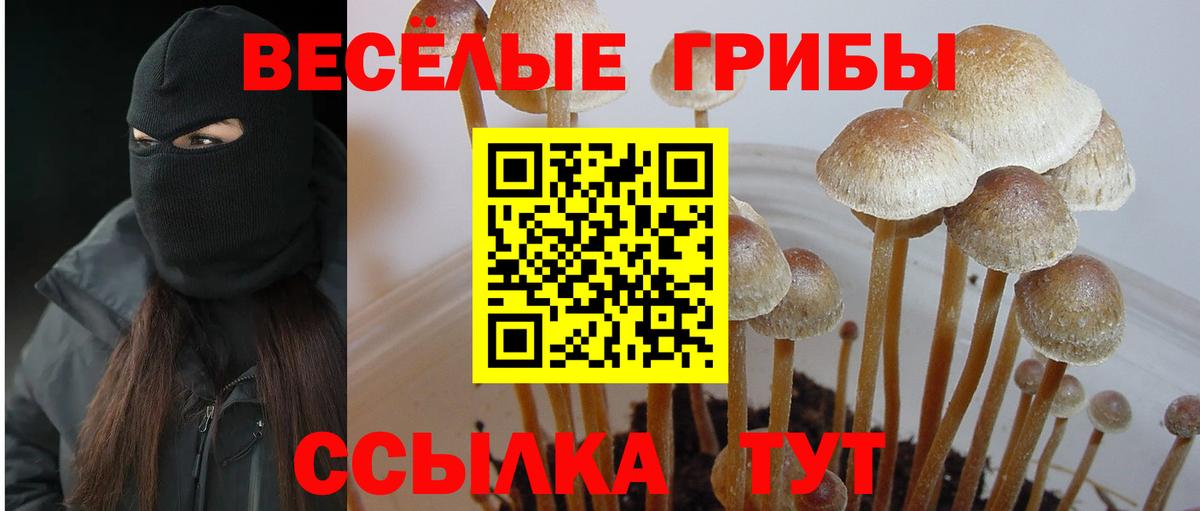 Черногорск  Псилоцибиновые грибы MAGIC MUSHROOMS  Галлюциногенные грибы Psilocybine cubensis  Вход с VPN 